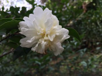 複辦山茶花開了七朵